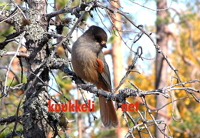 Kuukkeli